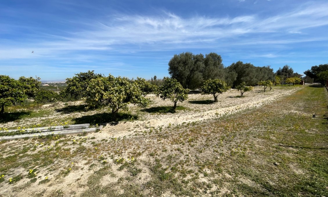 Használt Ingatlanok - Villa -
Guardamar del Segura - Costa Blanca