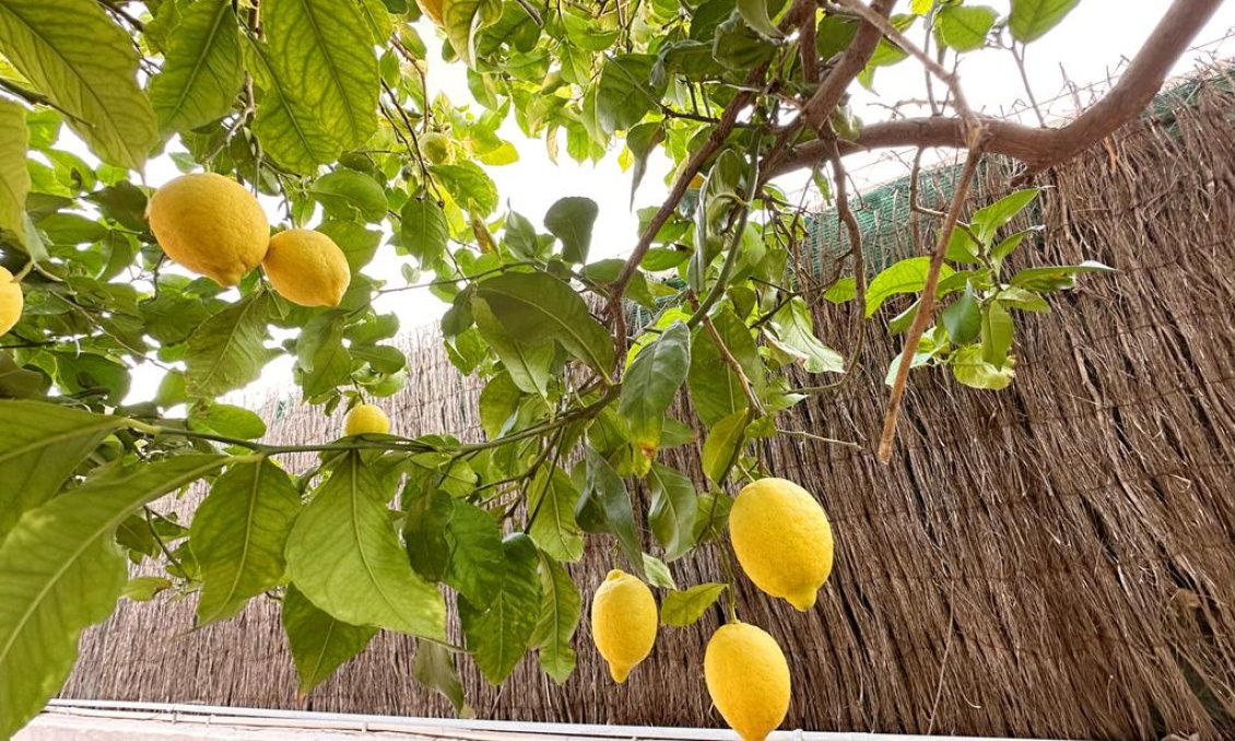 Használt Ingatlanok - Villa -
Lo Santiago - Inland