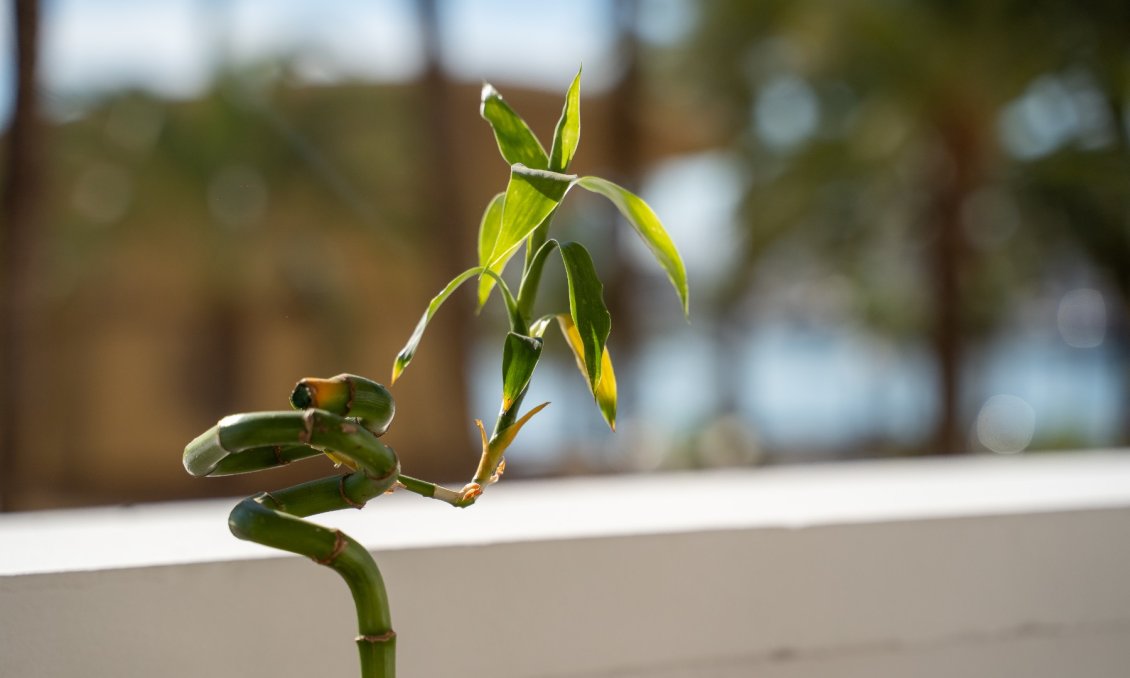Wiederverkauf - Wohnung -
Alicante - Costa Blanca