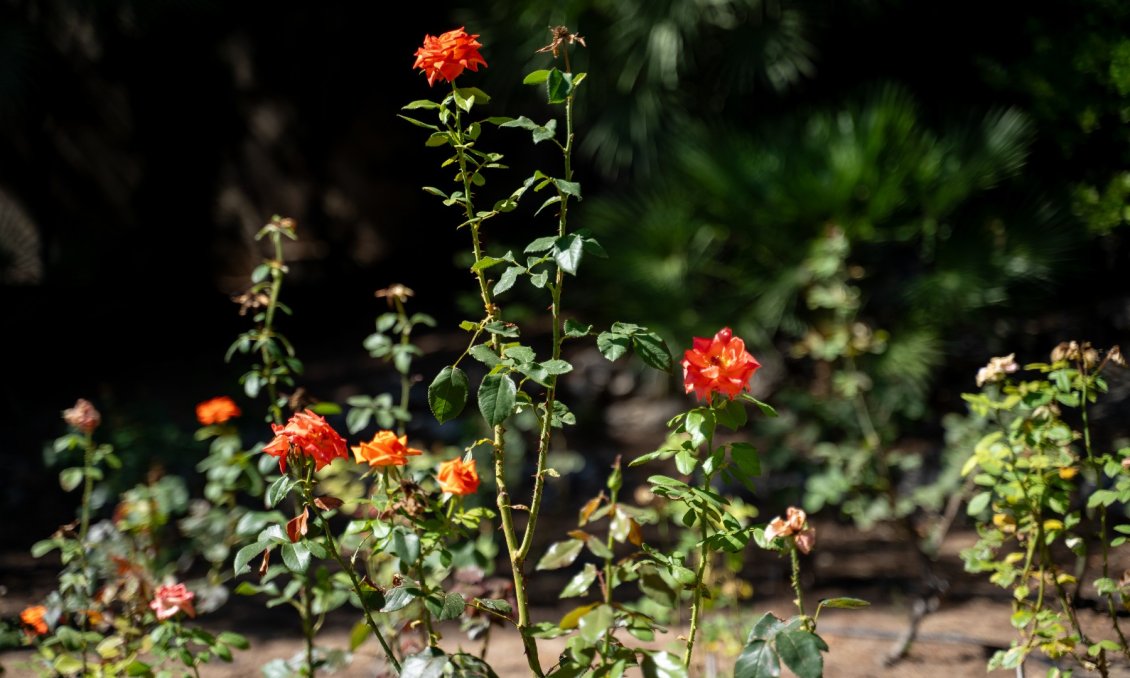 Revânzare - Vilă -
Alcoy - Inland