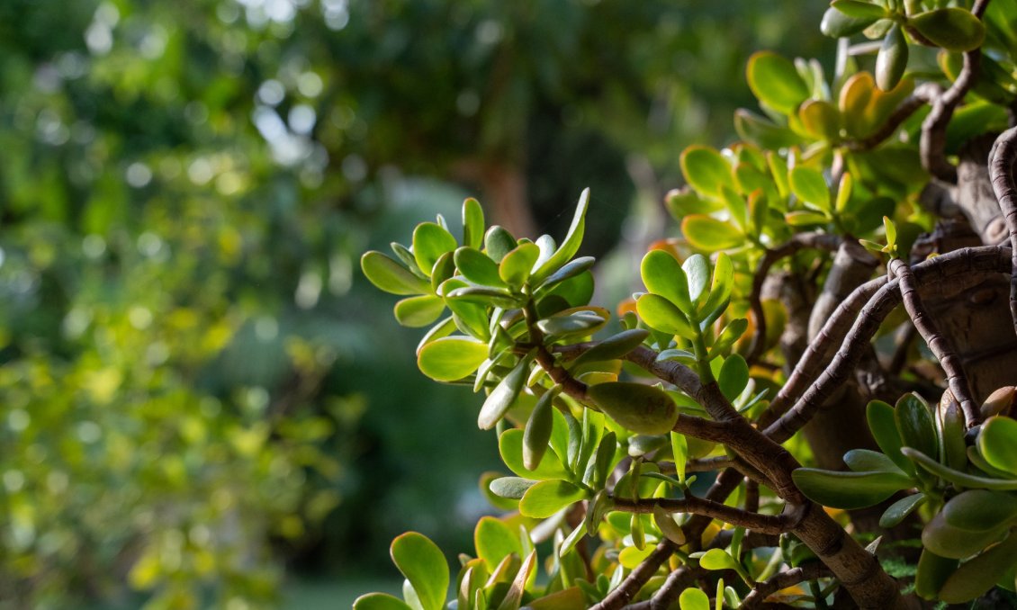 Resale - Villa -
Alicante - Costa Blanca