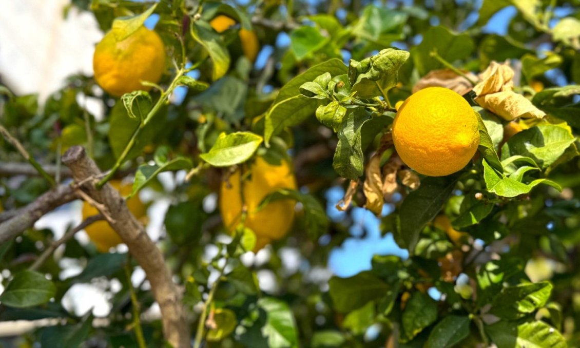 Revânzare - Vilă -
Orihuela Costa - Costa Blanca