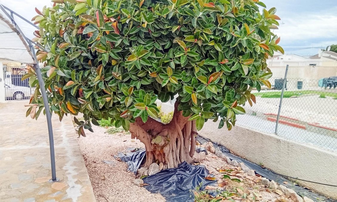 Resale - Villa -
Torrevieja - La Siesta