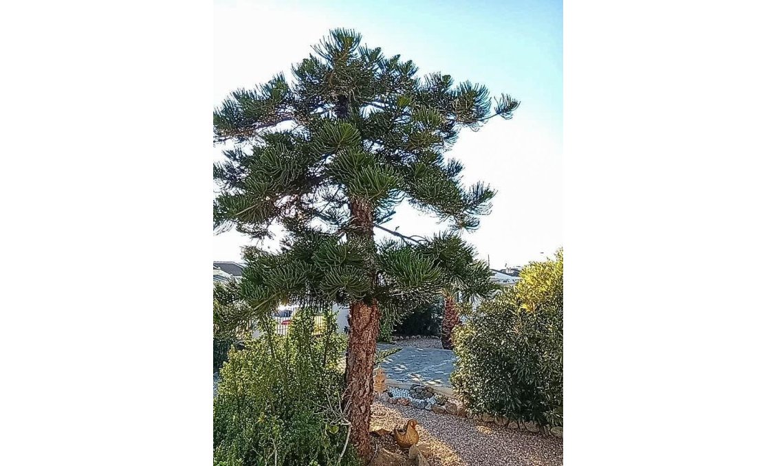 Resale - Villa -
Torrevieja - La Siesta