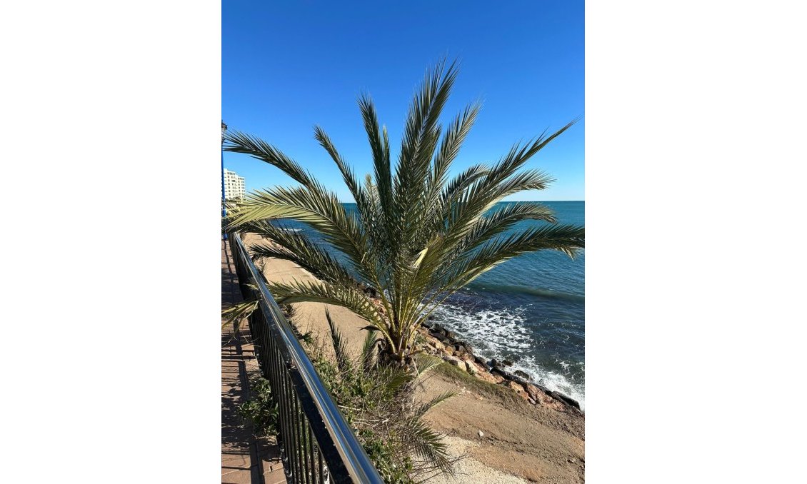 Resale - Apartment -
Punta Prima - Costa Blanca