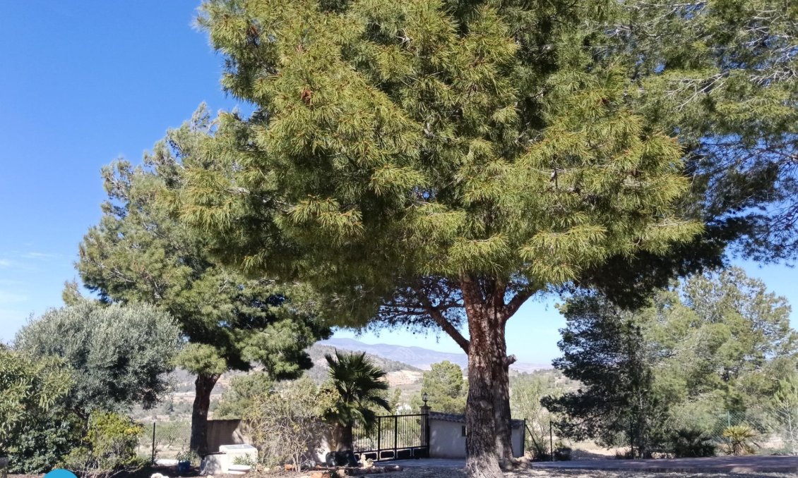 Revânzare - Vilă -
Abanilla