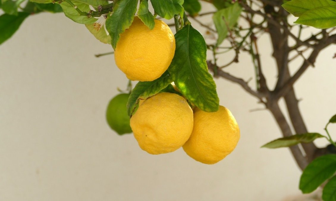 Használt Ingatlanok - Villa -
Benijofar - Costa Blanca