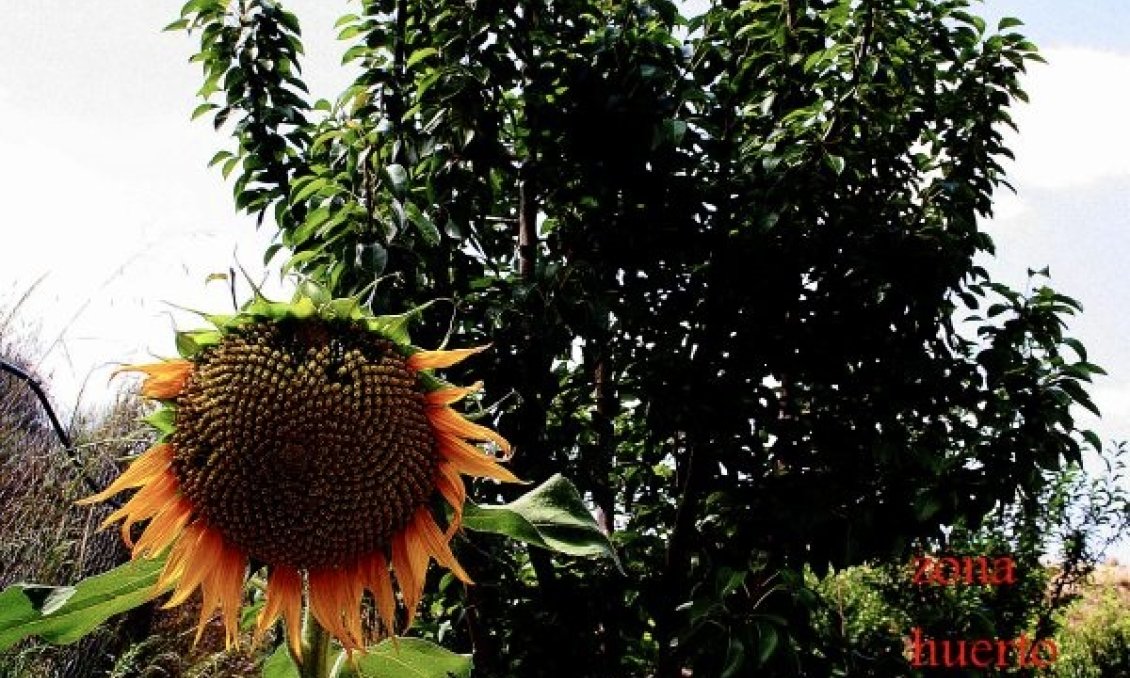 Resale - Villa -
Murcia - Inland