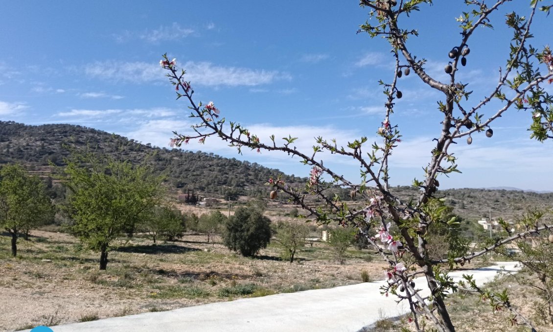 Resale - Villa -
Abanilla