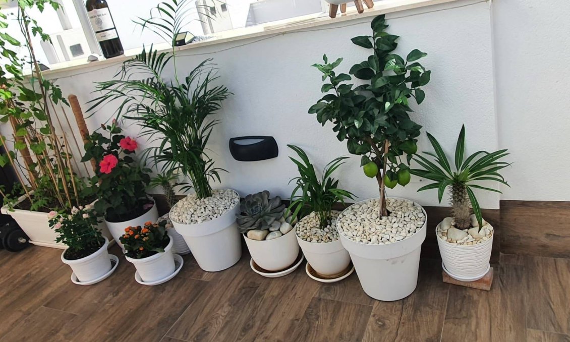 Revente - Villa / Jumelée -
San Pedro del Pinatar - Centro