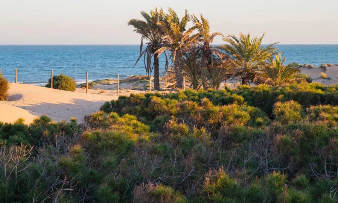 Wiederverkauf - Wohnung -
Guardamar del Segura - Costa Blanca