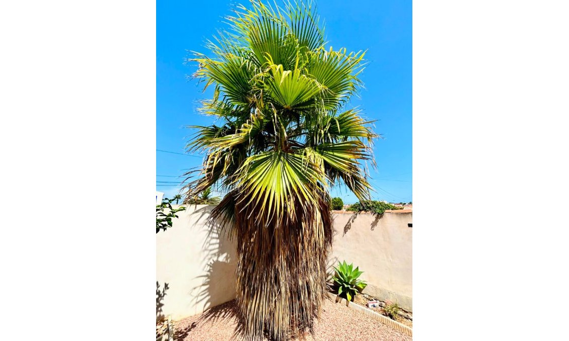 Resale - Villa -
Torrevieja - Costa Blanca
