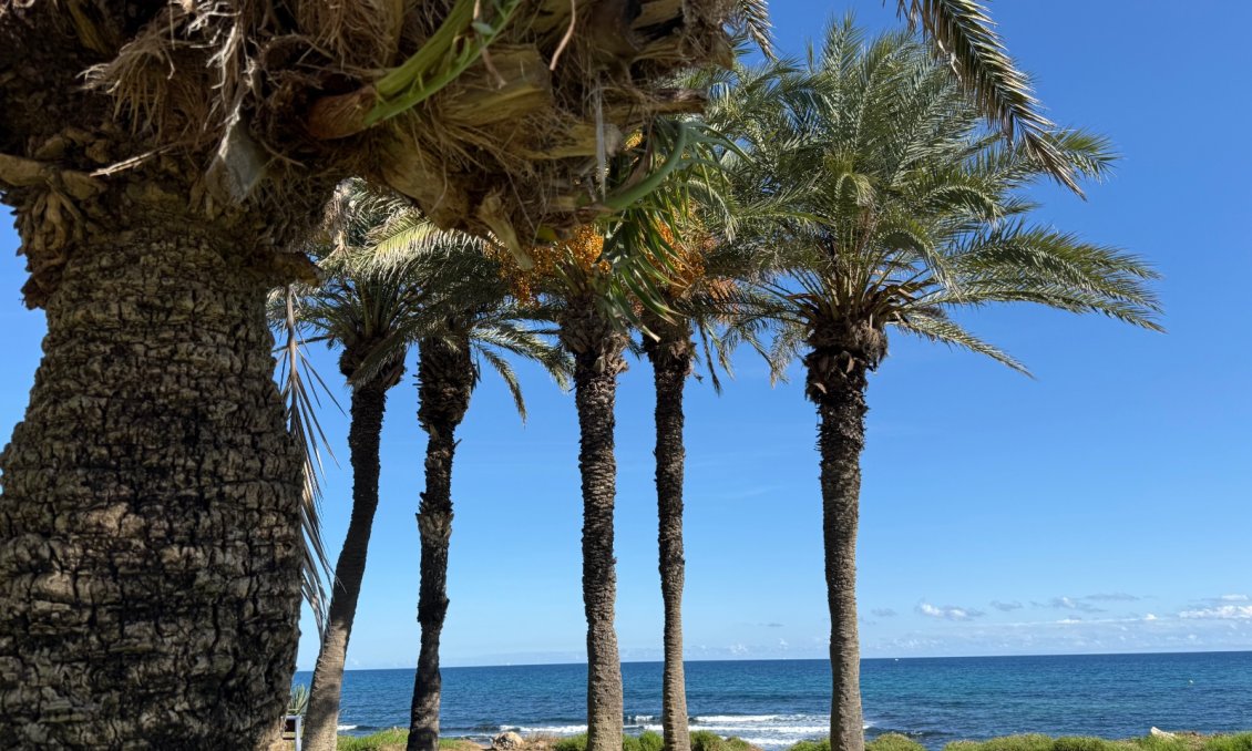 Resale - Apartment -
Torrevieja - Costa Blanca